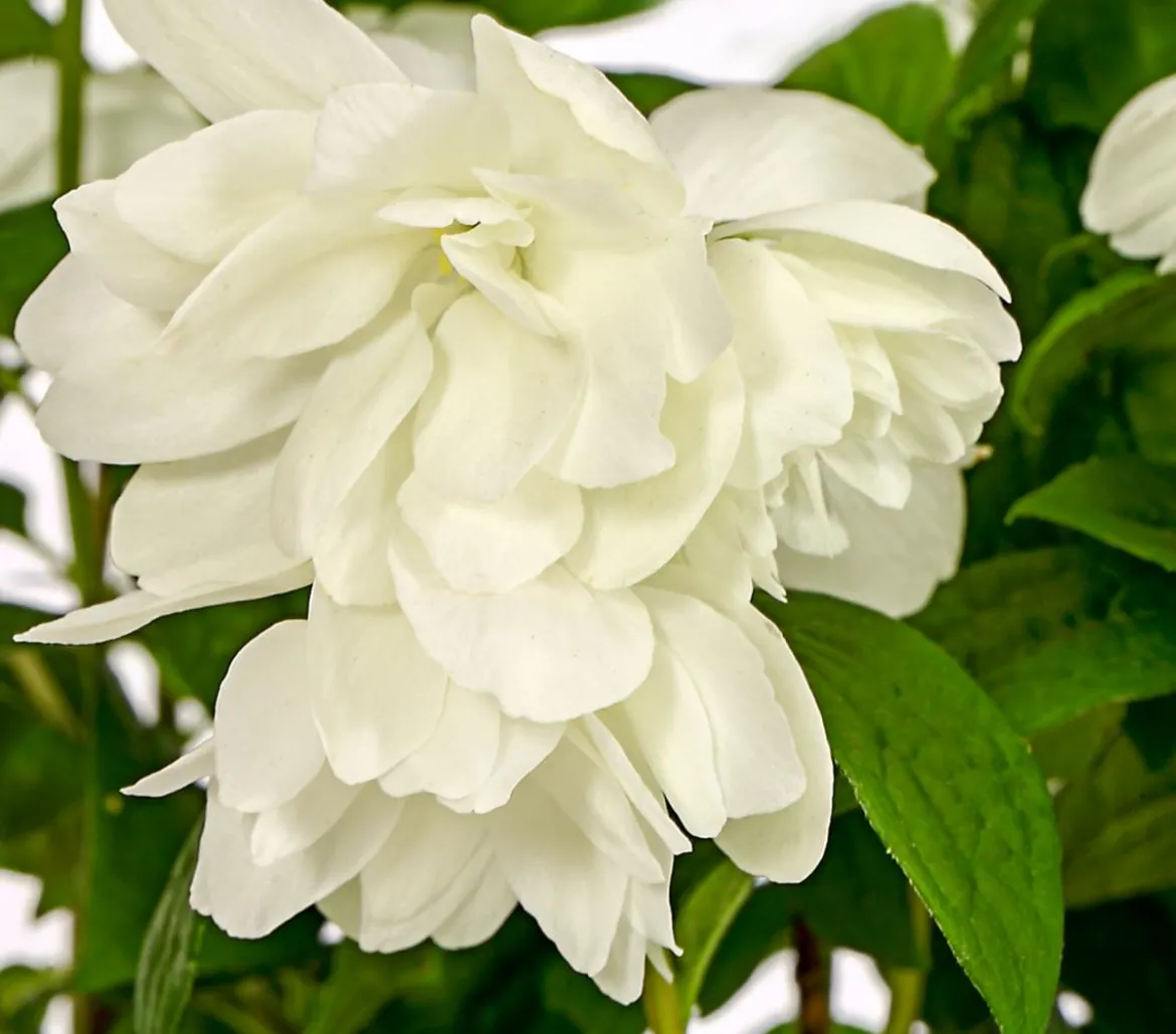 Gefüllter Gartenjasmin 'Snowbelle'