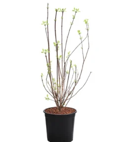 Gefüllter Gartenjasmin 'Virginal'
