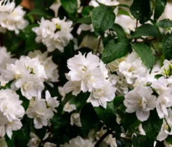 Gefüllter Gartenjasmin 'Virginal'