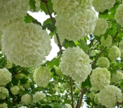 Gefüllter Schneeball 'Roseum'