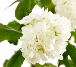Gefüllter Schneeball 'Roseum'