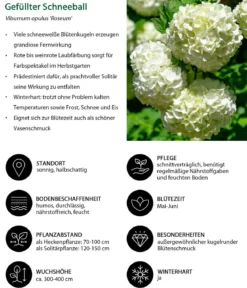 Gefüllter Schneeball 'Roseum'