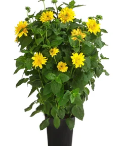 Gefüllte Stauden-Sonnenblume 'Double Whammy'