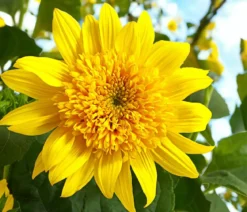 Gefüllte Stauden-Sonnenblume 'Double Whammy'