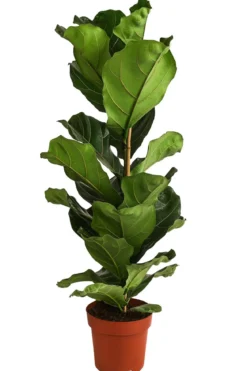 Geigenfeige - Ficus lyrata