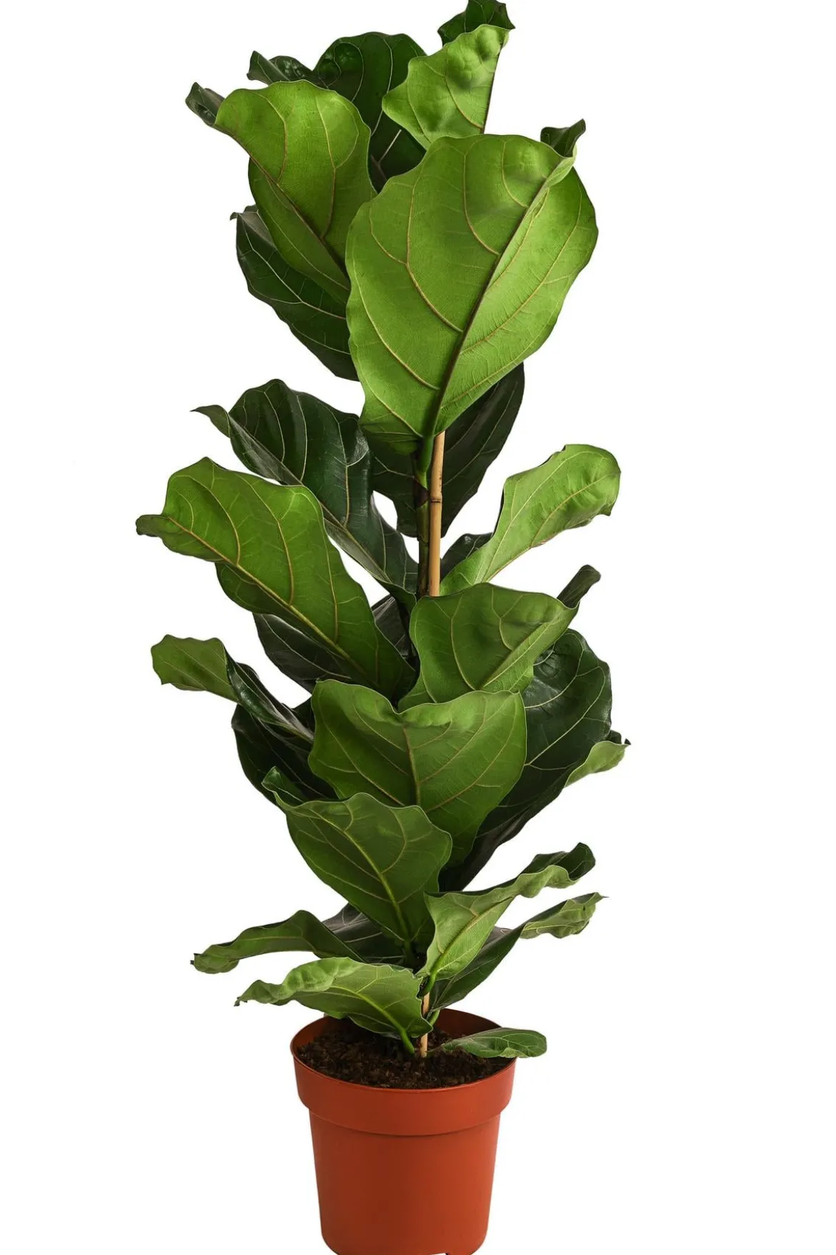 Geigenfeige - Ficus lyrata
