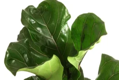 Geigenfeige - Ficus lyrata