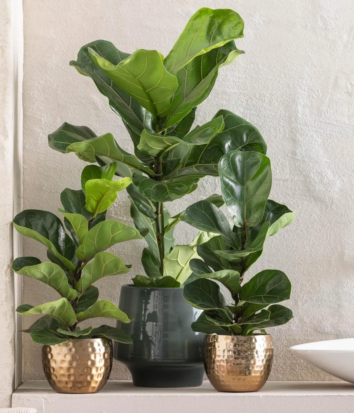Geigenfeige - Ficus lyrata