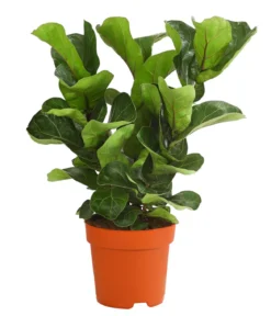 Geigenfeige - Ficus lyrata 'Bambino', dreitriebig