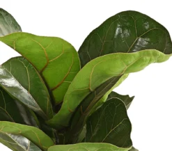 Geigenfeige - Ficus lyrata 'Bambino'