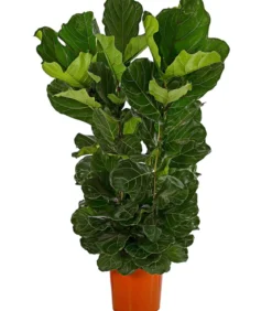 Geigenfeige - Ficus lyrata, dreitriebig