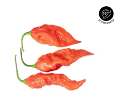 Geisterchili