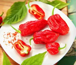 Geisterchili
