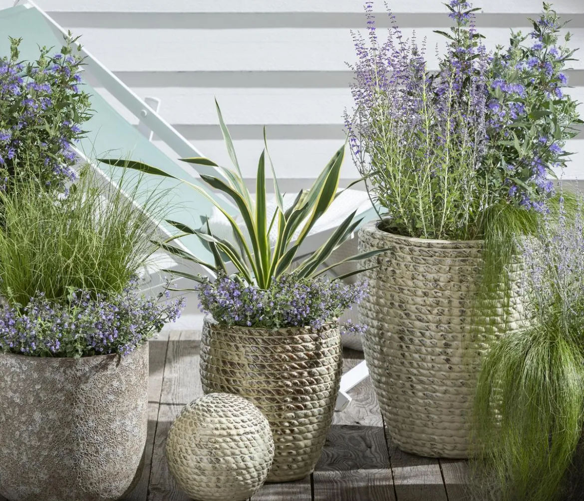 Gelbbunte Kerzen-Palmlilie 'Variegata'