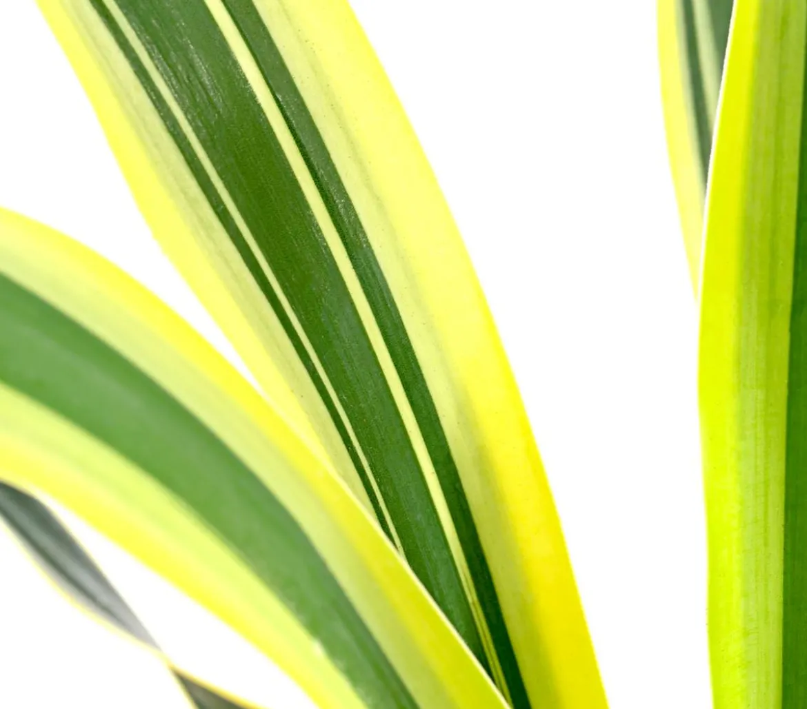 Gelbbunte Kerzen-Palmlilie 'Variegata'
