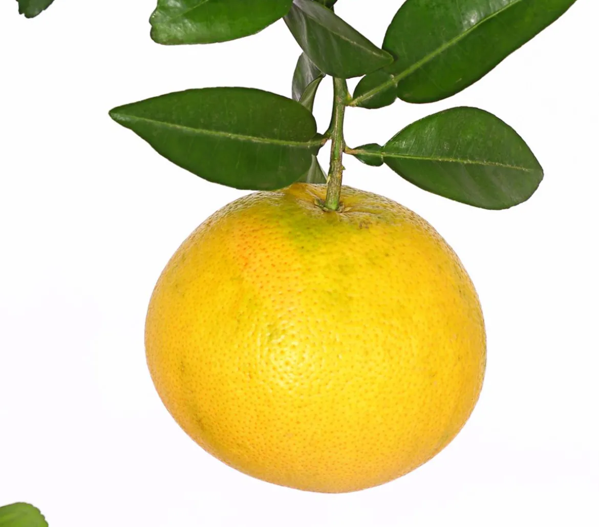 Gelbe Grapefruit