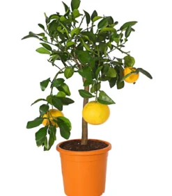 Gelbe Grapefruit