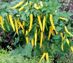 Gelbe Peperoni, scharf