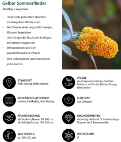 Gelber Sommerflieder