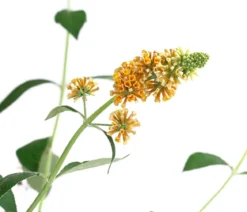 Gelber Sommerflieder