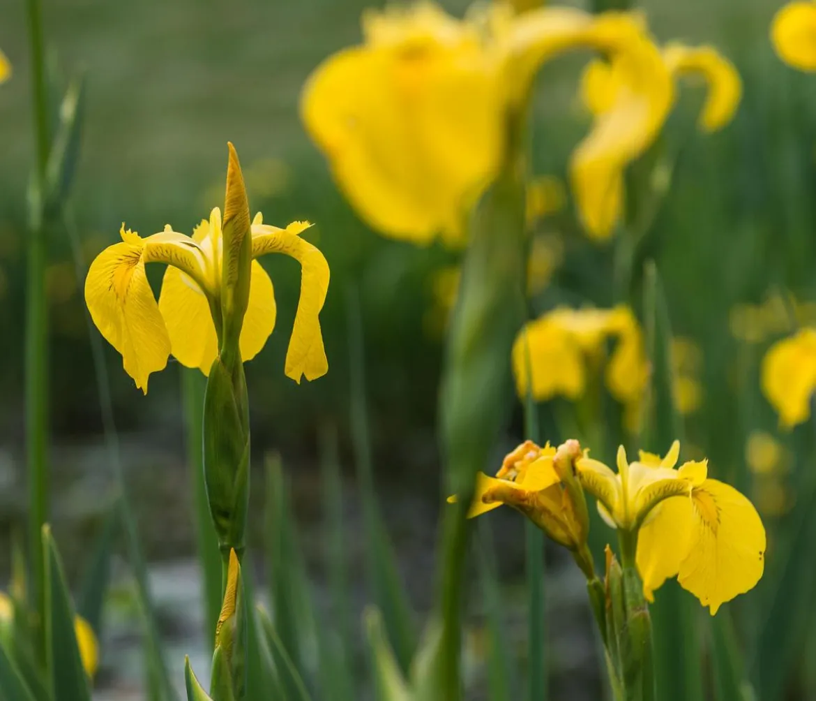 Gelbe Sumpf-Iris