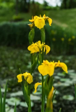 Gelbe Sumpf-Iris