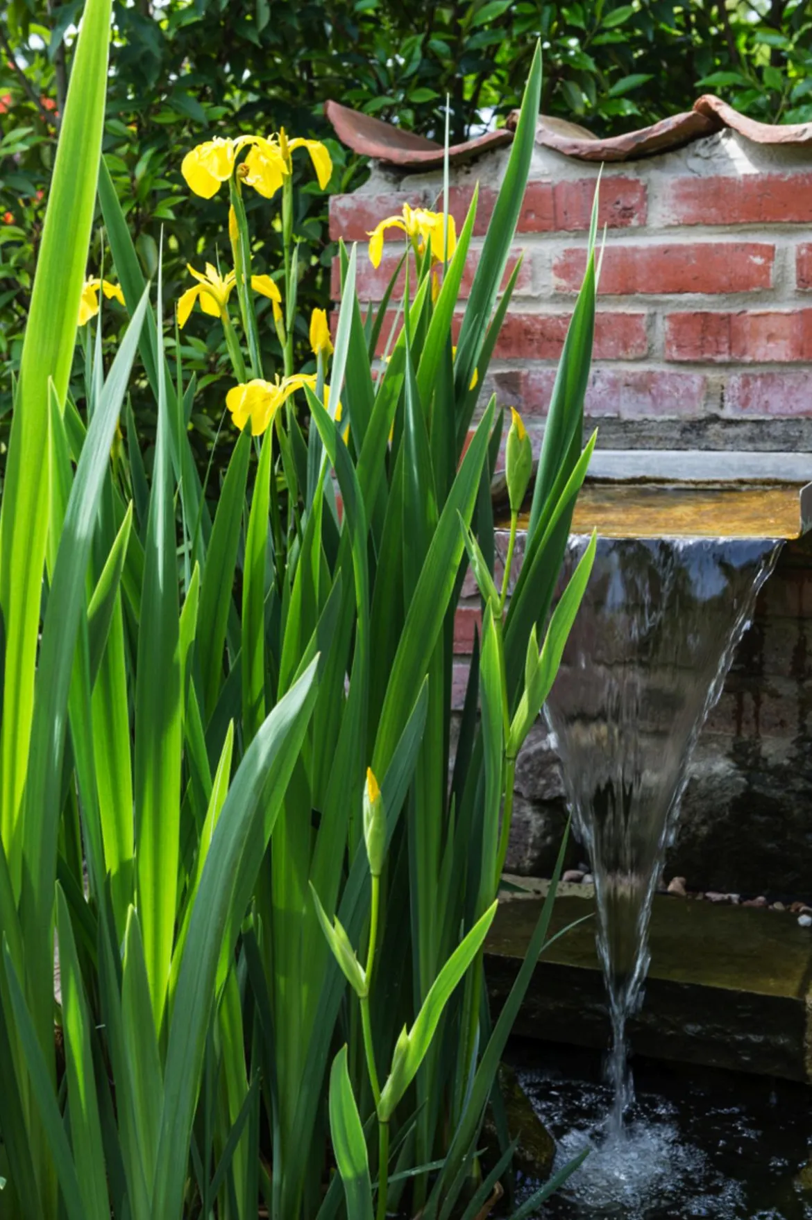 Gelbe Sumpf-Iris