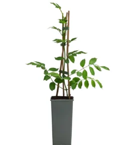 Gelbe Trompetenblume 'Flava'