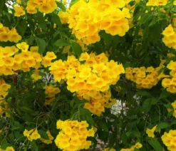 Gelbe Trompetenblume 'Flava'
