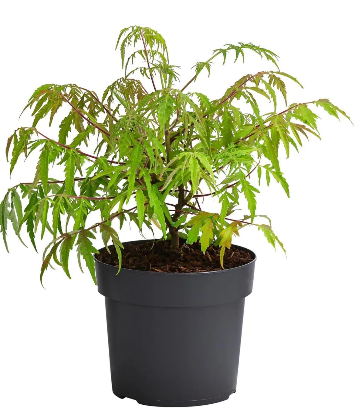 Gelbgrüner Essigbaum 'Tiger Eyes'