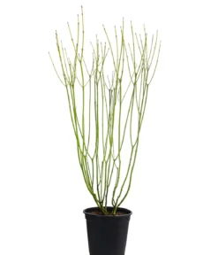 Gelbholz-Hartriegel 'Flaviramea'