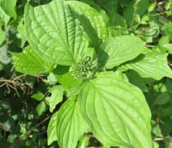 Gelbholz-Hartriegel 'Flaviramea'