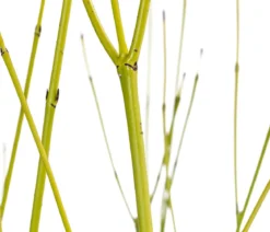 Gelbholz-Hartriegel 'Flaviramea'