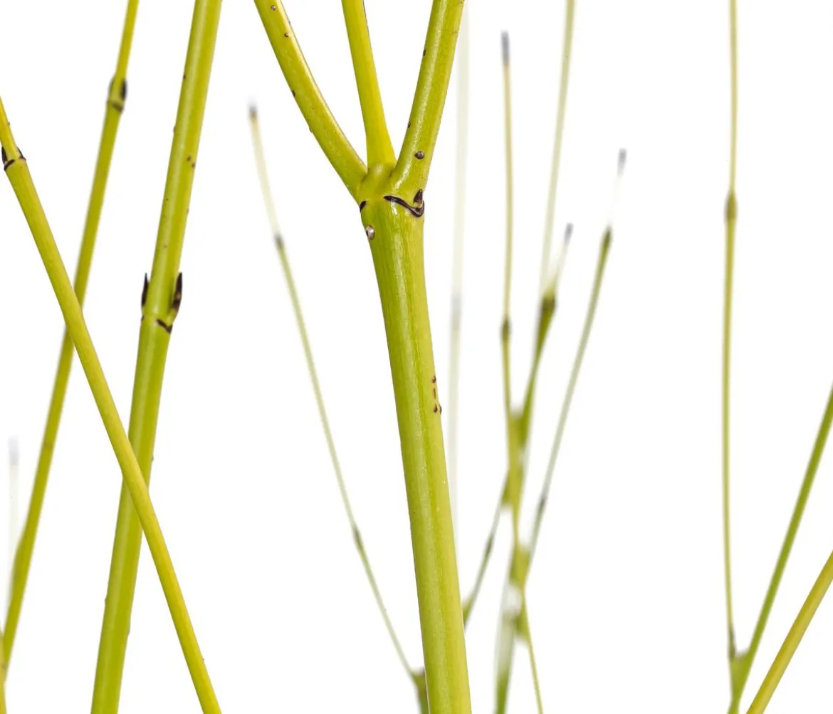 Gelbholz-Hartriegel 'Flaviramea'