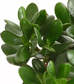 Geldbaum - Crassula ovata