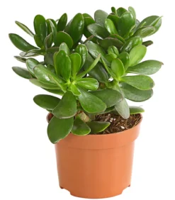 Geldbaum - Crassula ovata