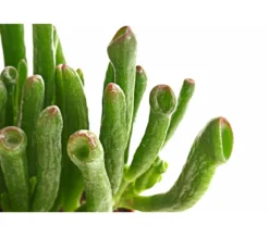 Geldbaum - Crassula ovata 'Green Star'
