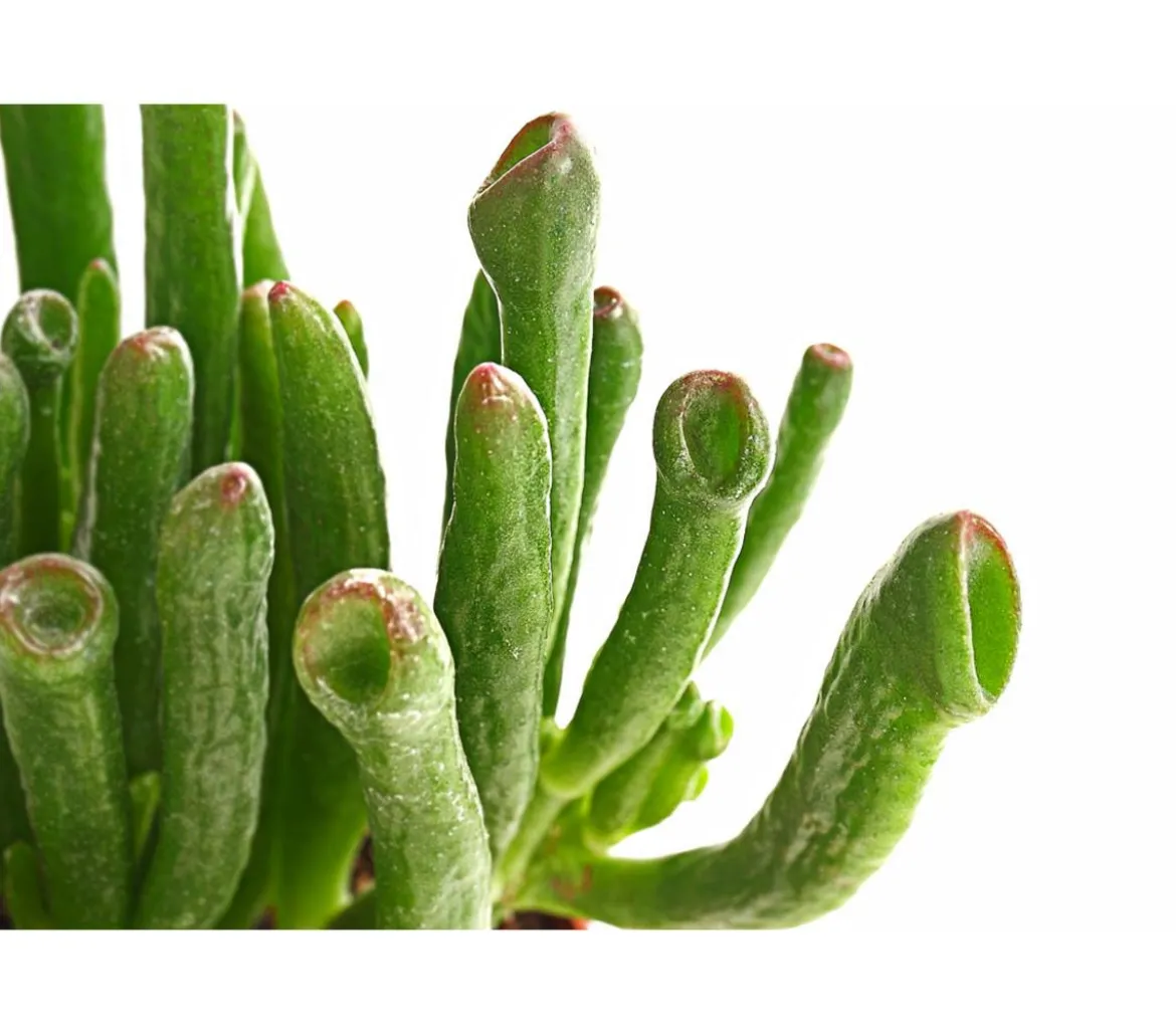 Geldbaum - Crassula ovata 'Green Star'