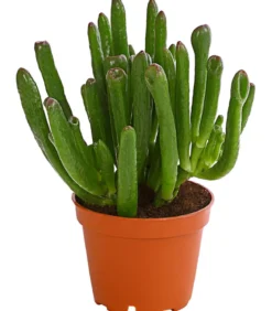 Geldbaum - Crassula ovata 'Green Star'
