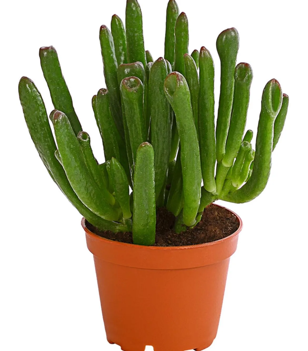 Geldbaum - Crassula ovata 'Green Star'