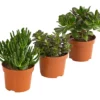 Geldbaum-Set - Crassula, verschiedene Sorten, 3-teilig