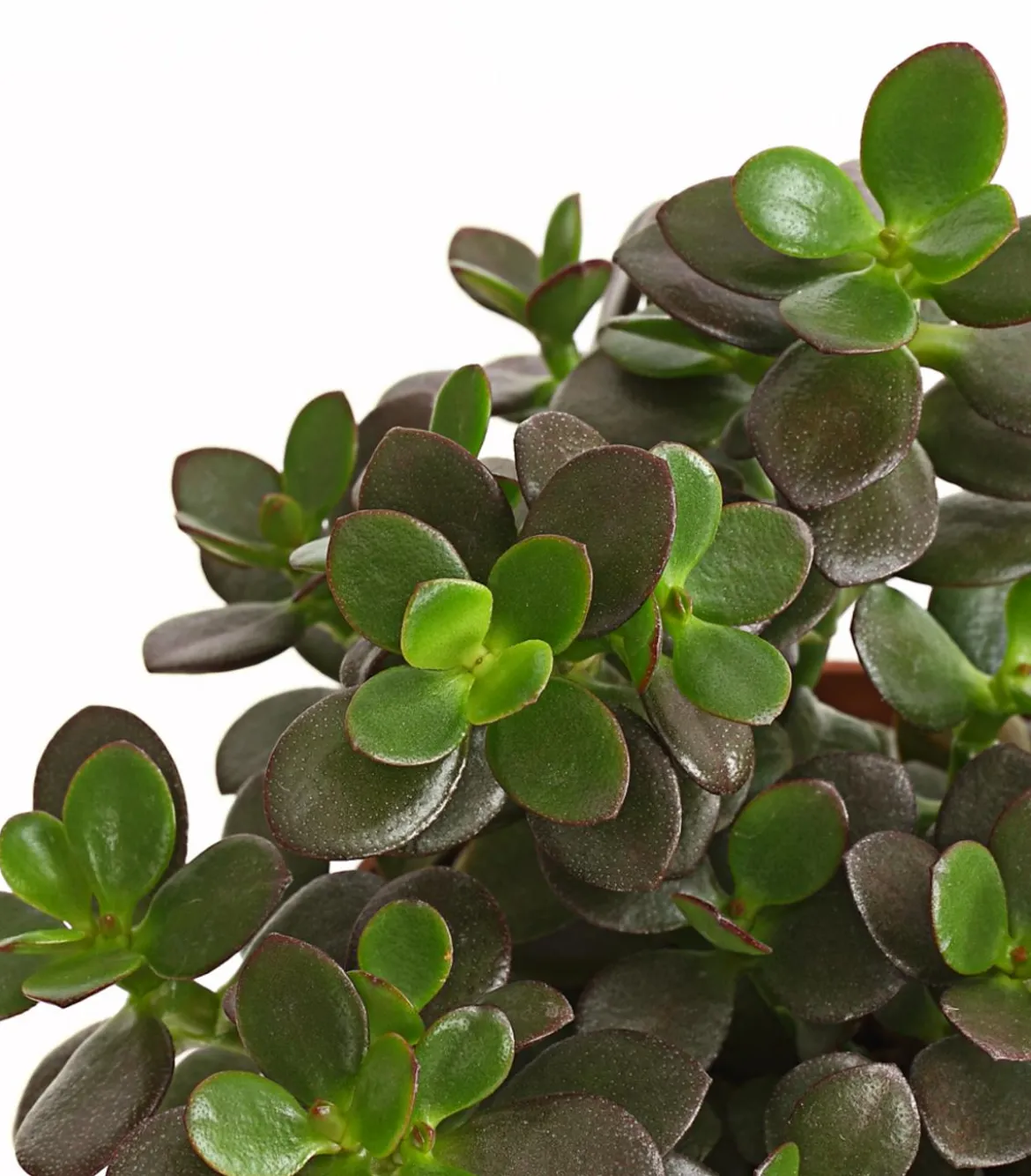 Geldbaum-Set - Crassula, verschiedene Sorten, 3-teilig