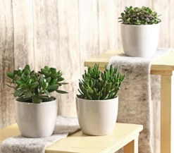 Geldbaum-Set - Crassula, verschiedene Sorten, 3-teilig