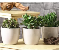 Geldbaum-Set - Crassula, verschiedene Sorten, 3-teilig