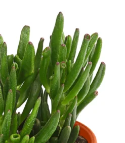Geldbaum-Set - Crassula, verschiedene Sorten, 3-teilig
