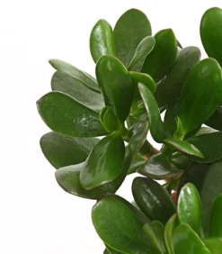 Geldbaum-Set - Crassula, verschiedene Sorten, 3-teilig