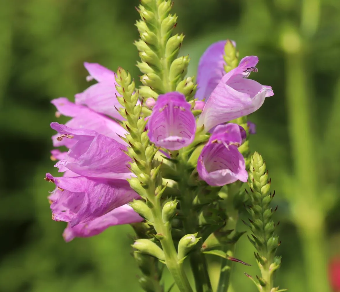 Gelenkblume - Etagenerika, verschiedene Farben