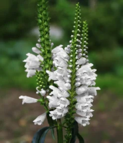Gelenkblume - Etagenerika, verschiedene Farben
