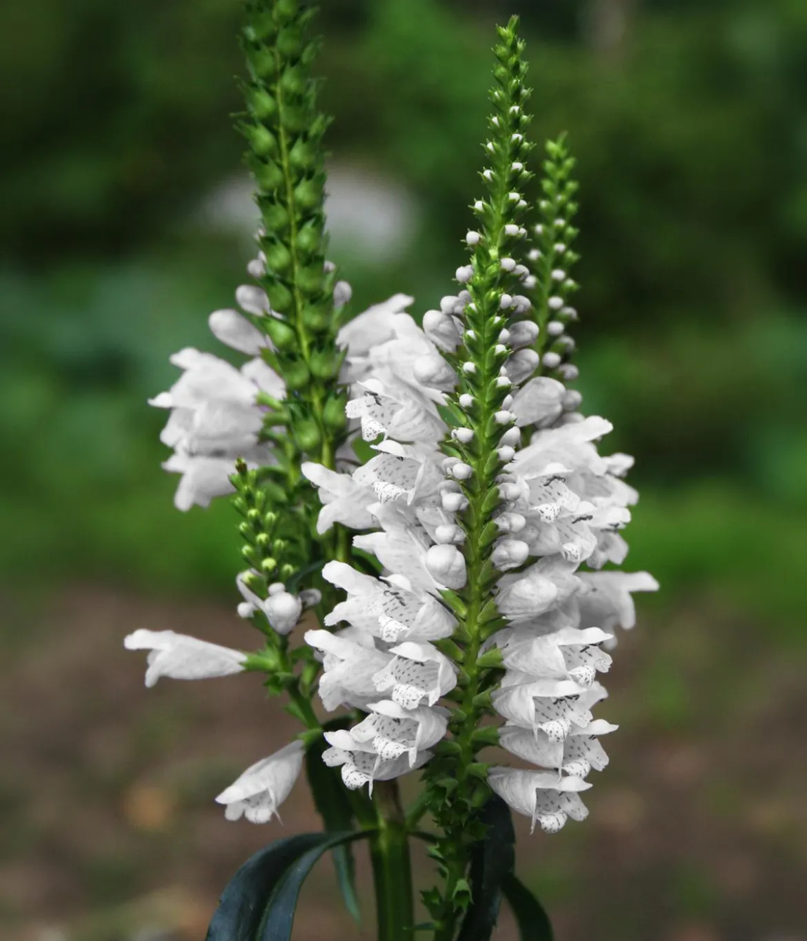 Gelenkblume - Etagenerika, verschiedene Farben