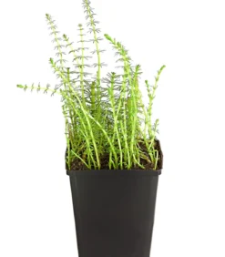 Gemeiner Tannenwedel